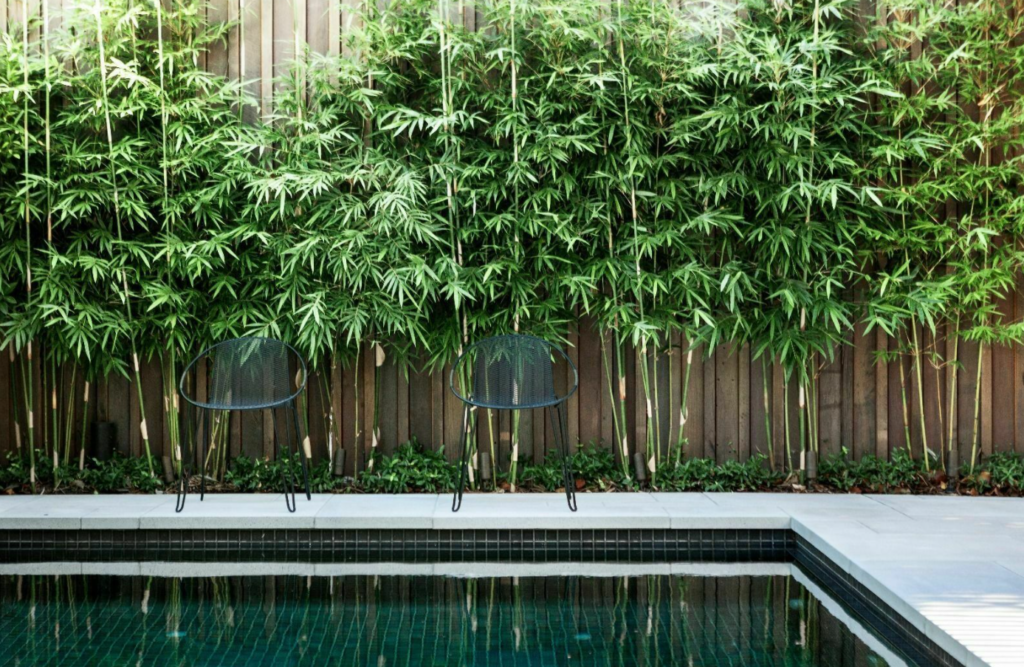 Como cultivar e cuidar do broto de bambu em sua casa 8 Como cultivar e cuidar do broto de bambu em sua casa