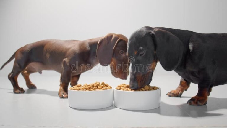 Por que o cachorrinho do salgadinho se tornou um fenômeno na internet 8 cachorrinho brincando com salgadinhos coloridos