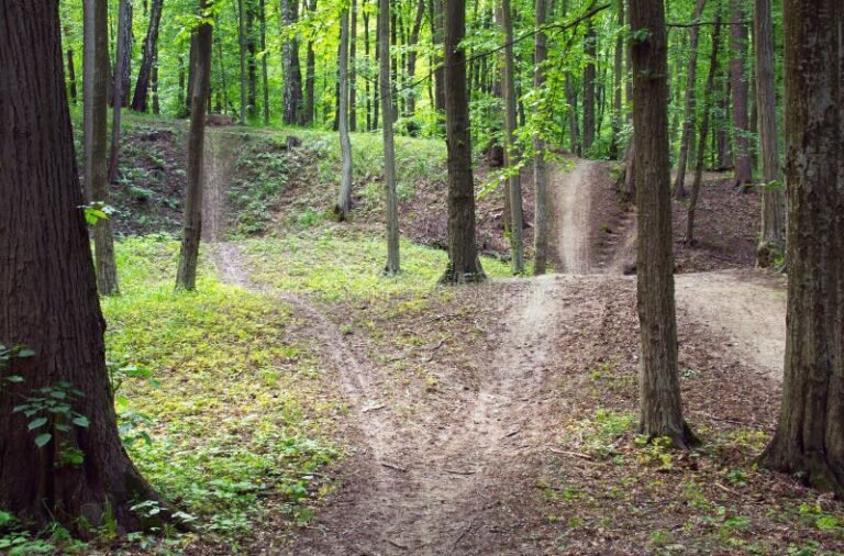 caminho bifurcado em uma floresta