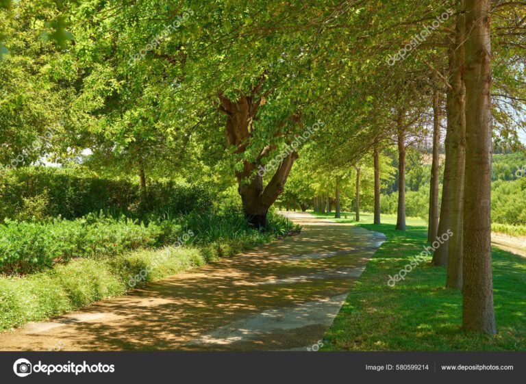 caminho das arvores com arvores frondosas