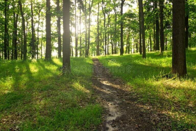 caminho em uma floresta iluminada