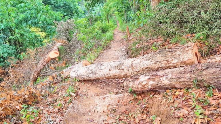 caminho solitario em floresta densa