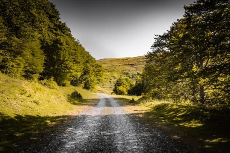 O Que Significa a Expressão "No Final É Você Por Você" 1 caminho solitario na natureza