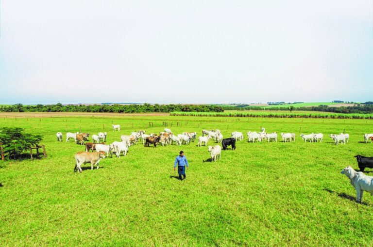 campo verde com gado e plantacoes abundantes