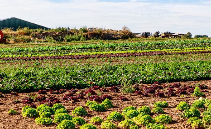 Quais vegetais são adequados para a produção de biocombustíveis