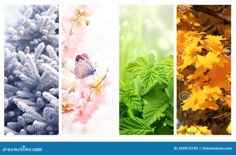 cenas naturais das quatro estacoes distintas