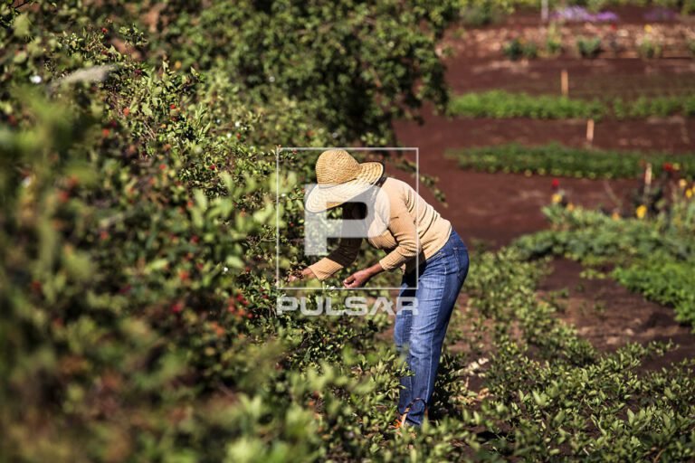 Como a Agricultura Familiar Contribui Para Alimentar o Brasil 13 colheita de frutas em pequena propriedade