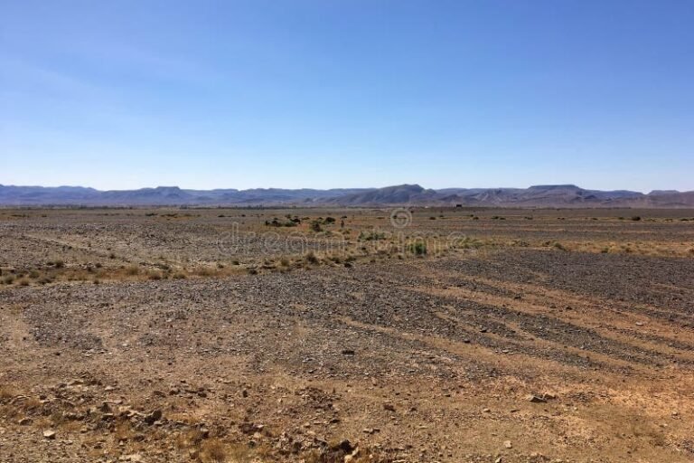 deserto arido com vegetacao resistente