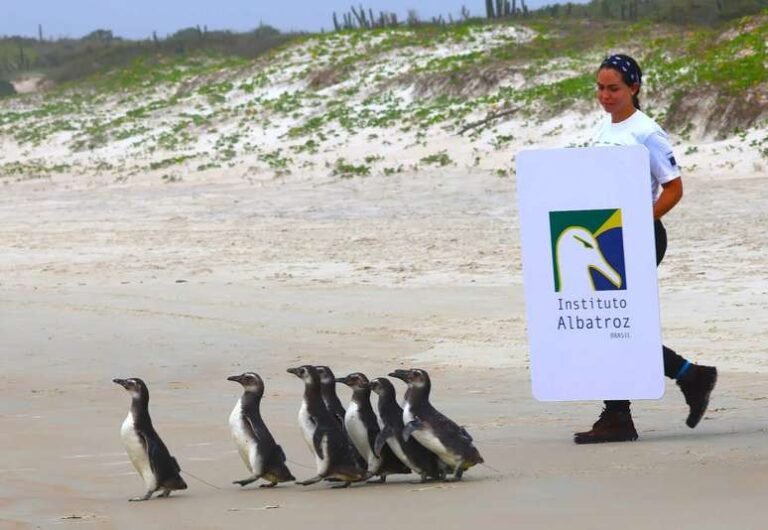 pinguins em habitat natural em arraial