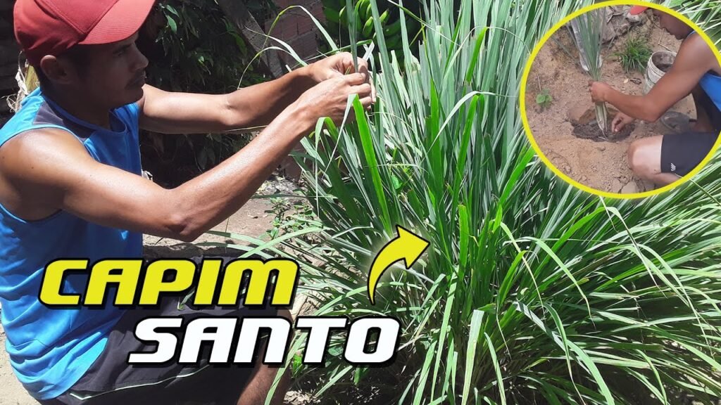 Como Plantar e Cuidar da Semente de Capim Santo em Casa
