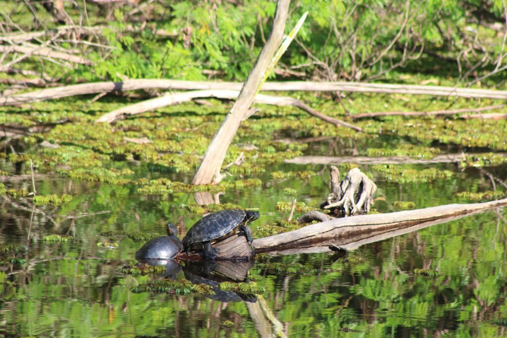 Como Identificar o Sexo da Tartaruga Tigre d'Água 3 Como Identificar o Sexo da Tartaruga Tigre d’Água