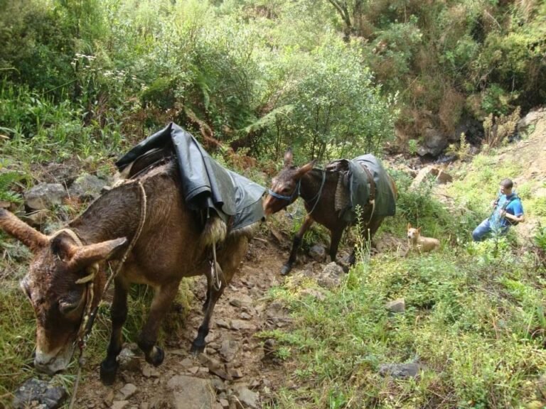 tropeiros guiando mulas em paisagem rural