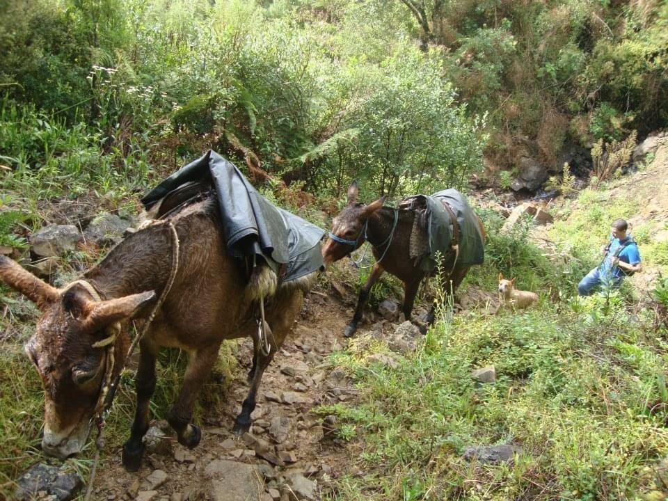 Quem Eram os Tropeiros e Qual a Importância Comercial no Brasil