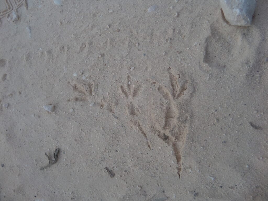 Mentiras Tem Pernas Curtas: O Que Isso Realmente Significa 7 Mentiras Tem Pernas Curtas: O Que Isso Realmente Significa