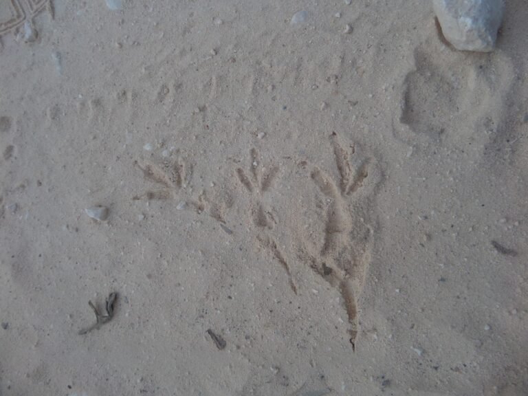 um caminho com pegadas pequenas e curtas