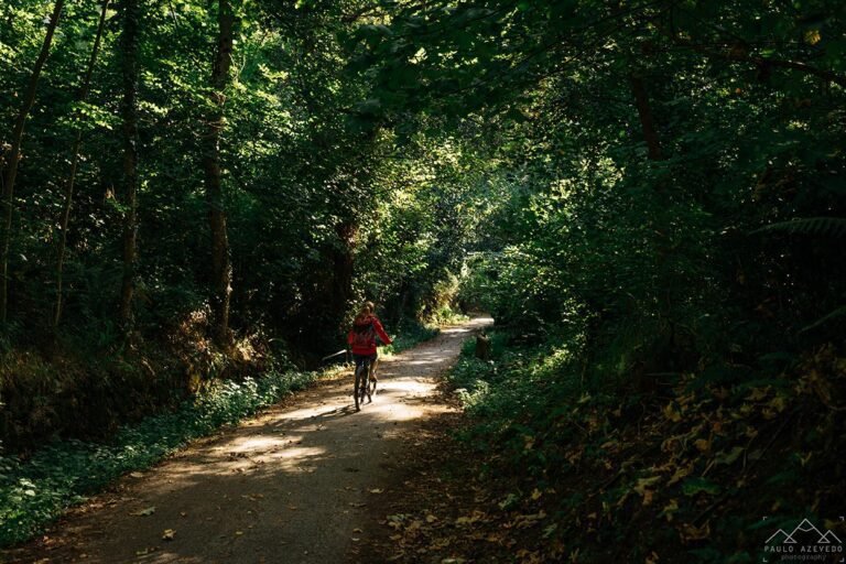 Faça ou não faça: o que significa a frase 'tente novamente' 21 um caminho se bifurcando na floresta 1