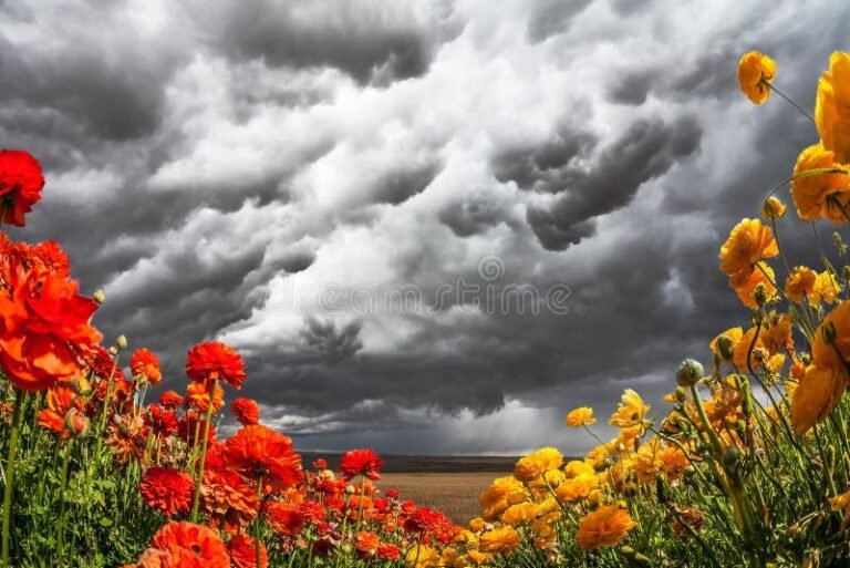 um campo de flores sob uma tempestade