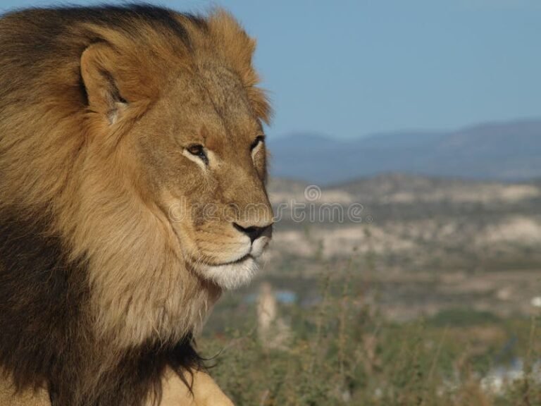 O Que Significa "O Combinado Era Um Leão Por Dia" 17 um leao majestoso em um campo aberto