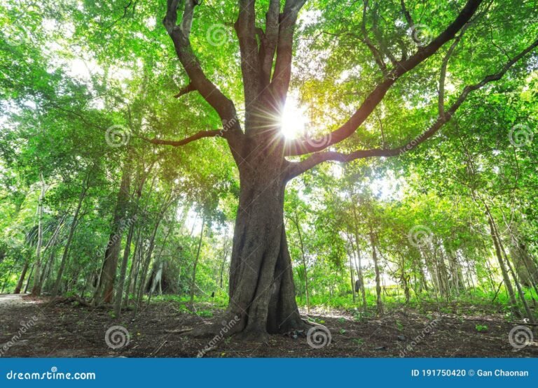 uma arvore majestosa em um bosque verde
