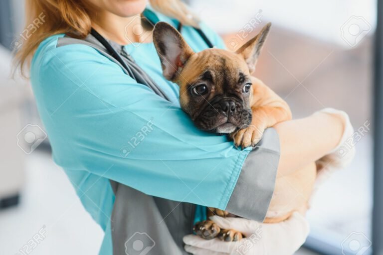 Onde Encontrar uma Clínica Veterinária em Franco da Rocha 6 veterinario examinando um cachorro feliz