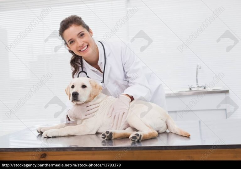 veterinario examinando um cao feliz