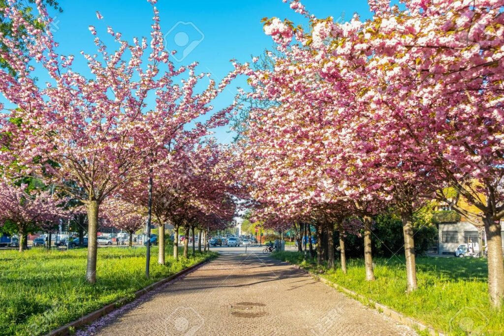 Onde Fica o Jardim Primavera em Duque de Caxias e Quais Suas Atrações